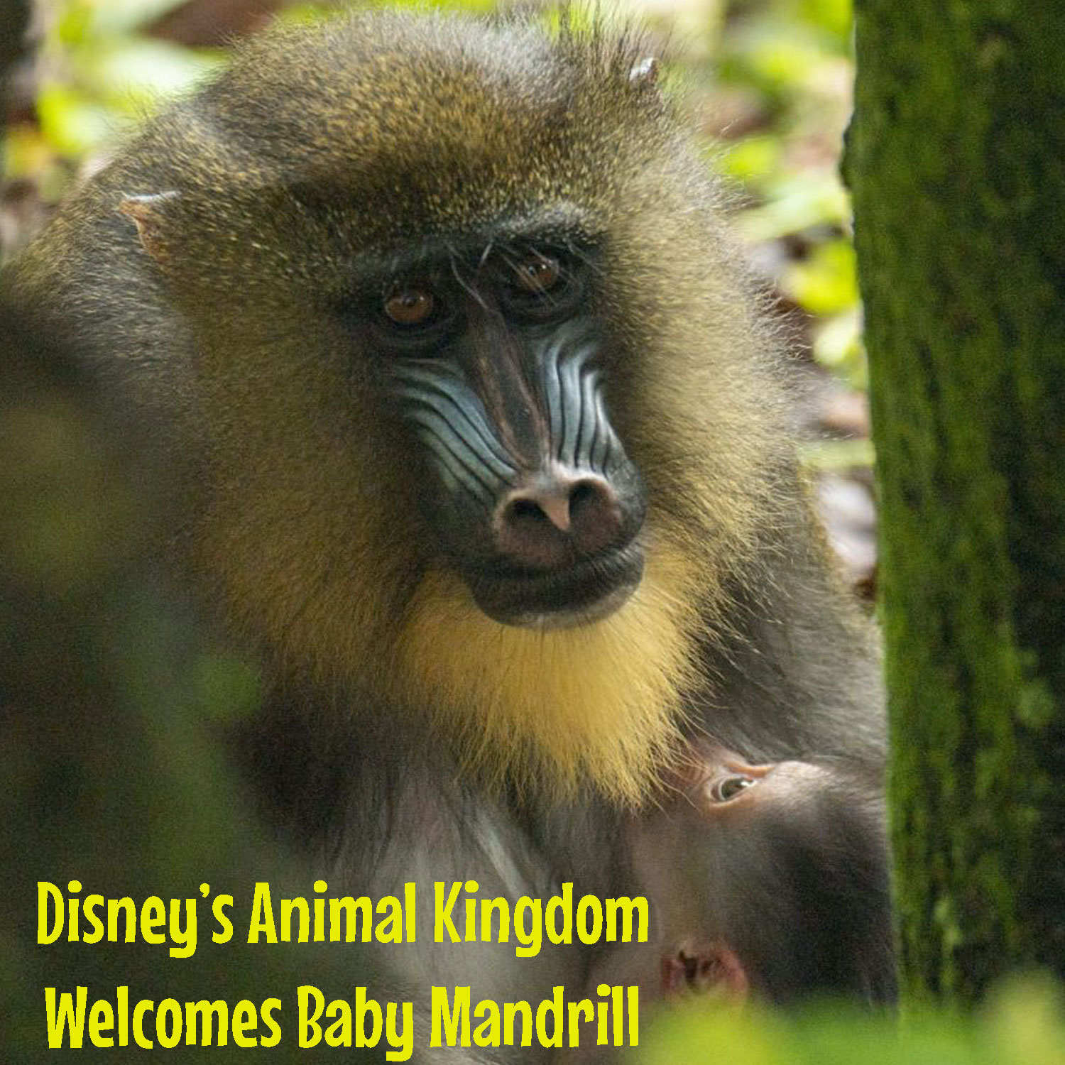 Animal Kingdom Welcomes Baby Mandrill